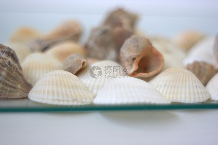 贝壳和扇贝盘子营养烹饪白色美食贝类午餐海鲜艺术家餐厅图片
