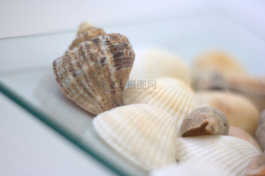 贝壳和扇贝营养午餐烹饪海洋贝类盘子白色艺术家海鲜美食图片