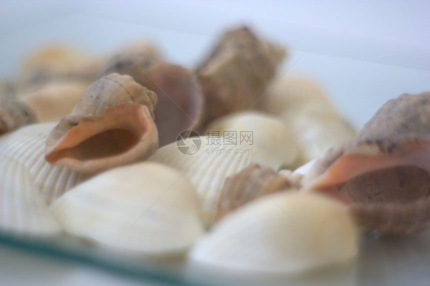 贝壳和扇贝市场艺术家餐厅白色美食烹饪营养海洋午餐盘子图片