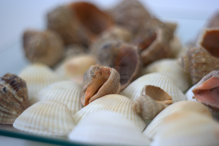 贝壳和扇贝贝类盘子美食海鲜海洋营养白色烹饪艺术家午餐图片