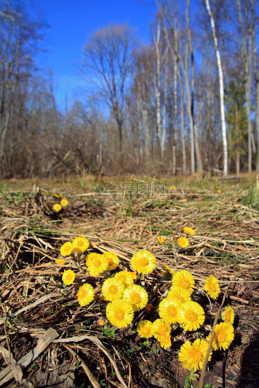 弹簧场上的黄黄花种子脆弱性植物学自由草本植物蓝色场景杂草生长柔软度图片