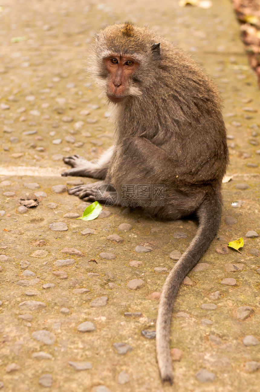 长尾猴动物女性橙子猕猴丛林乌布荒野旅行保护毛皮图片