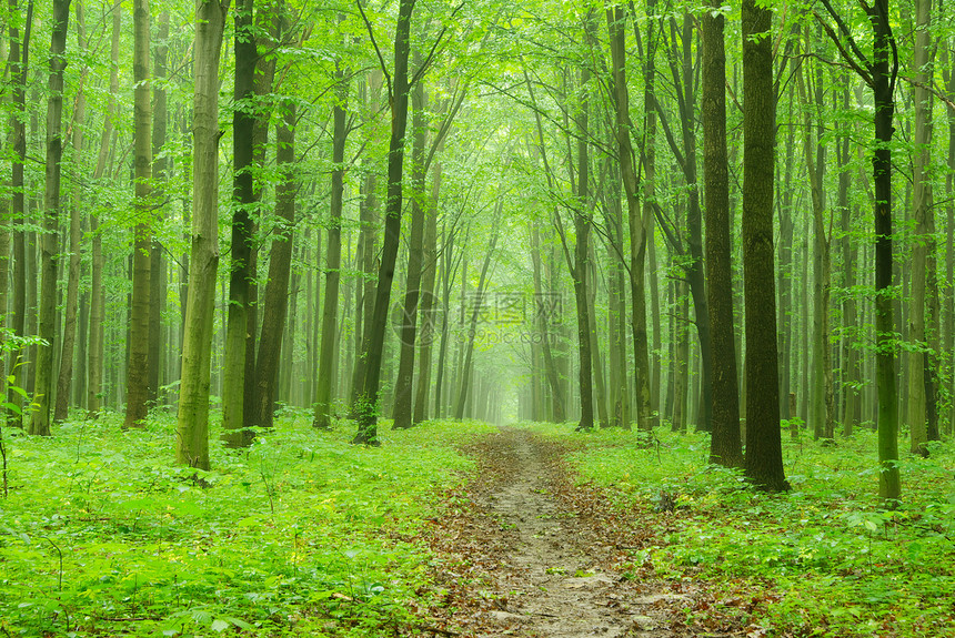 森林植物绿色叶子宏观树木树叶生长环境图片