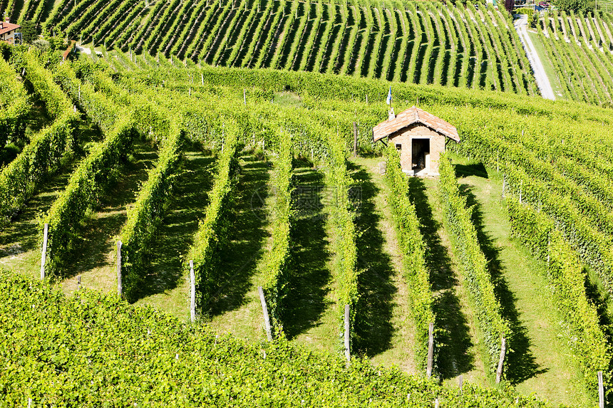 意大利皮埃蒙特巴洛附近的维内亚尔葡萄园葡萄位置植物世界乡村农村栽培农业外观图片