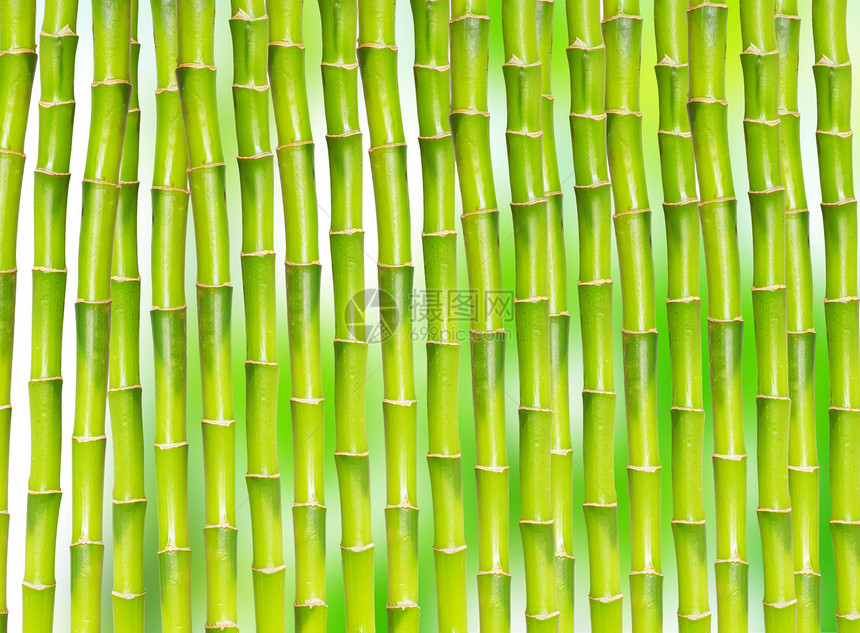 竹竹背景热带园艺白色活力植物丛林叶子绿色花园环境图片