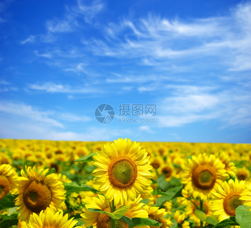 向向向外字段蓝色场地农场向日葵草地文化场景晴天黄色国家图片