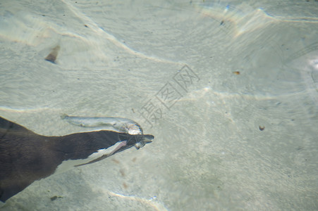 企鹅鸟类动物学潜水游泳背景图片