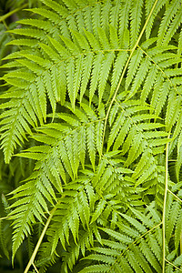 费尔植物叶状体羽状绿色蕨类植物群高清图片