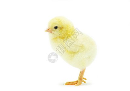 黄色的小鸡鸡生活毛皮家畜母鸡小鸡柔软度生物工作室白色生长背景