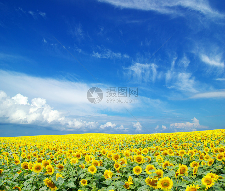 向向向外字段地球场地绿色晴天草地植物种植园国家天空场景图片