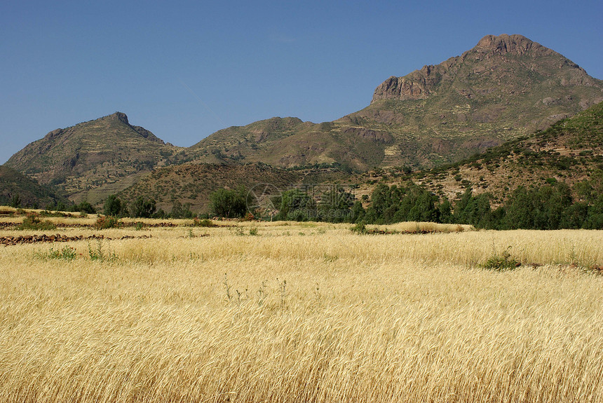 埃塞俄比亚地貌景观荒野小麦特福国家农村风景草地乡村大麦顶峰图片
