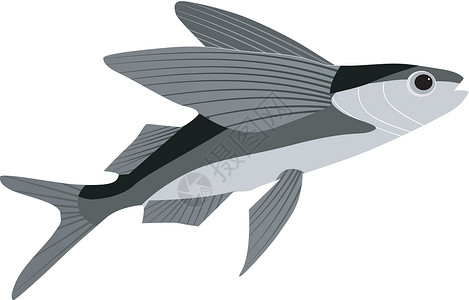 格兰瓦利拉河飞鱼眼睛食物飞行掠夺性漂浮艺术游泳插图绘画生活设计图片