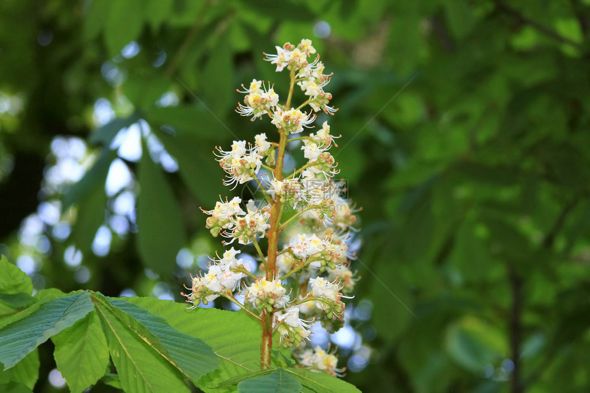 栗子花花季节花朵蓝色生活宏观静脉植物叶子橡子花园图片