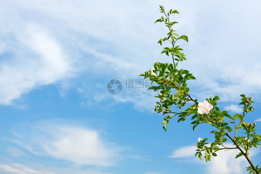 蓝天上一朵玫瑰图片