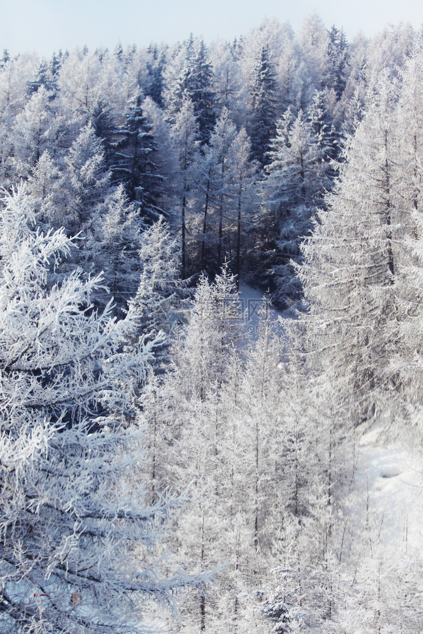 积雪中的森林高地季节木头太阳天气天空童话蓝色树木首脑图片