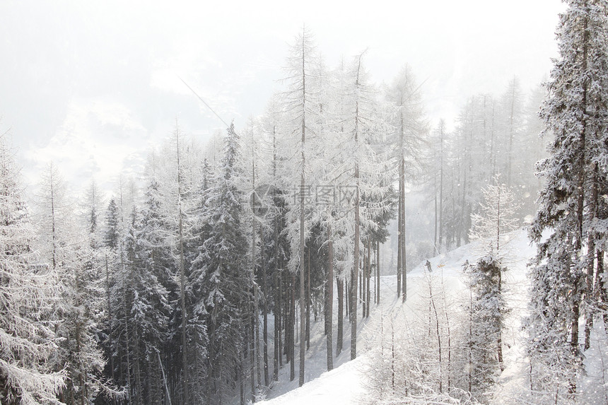 积雪中的森林全景太阳首脑照明蓝色高地公园天空季节环境图片