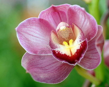 白色丝兰花粉色白白硅香兰花热带园艺白色植物群兰花边缘花园背景