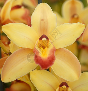 黄黄色红兰花背景图片