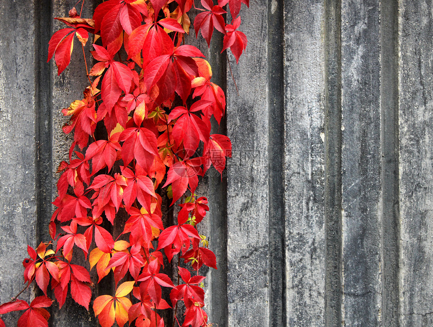 红色攀爬植物背景植物学叶子石头灰色季节爬行者环境橙子花环图片