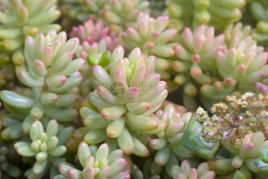 绿粉红色 Succulent 植物生长肉质绿色沙漠园艺草本极光花园粉色图片