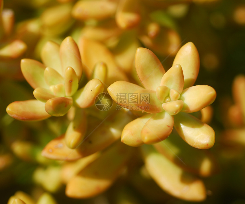褐黄黄双脂植物图片