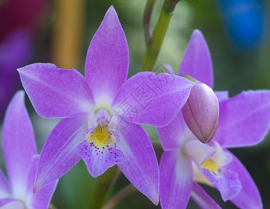 粉红白兰花花白色花园植物群园艺兰花石斛背景图片