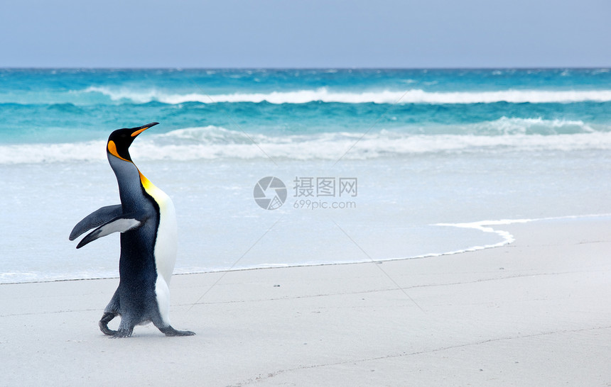 企鹅王荒野冲浪生物支撑动物旅游海岸海滩野生动物波浪图片