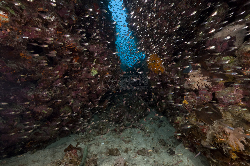 红海的鱼类和热带珊瑚礁蓝色天堂场景太阳光潜水生活太阳射线珊瑚阳光图片