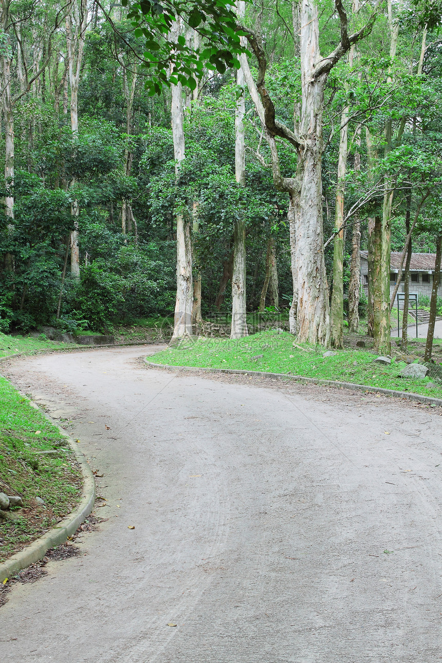 林木中汽车道路小路植物环境叶子太阳树干阳光长椅森林场景图片