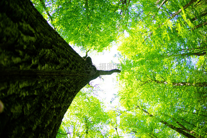 绿树树叶绿色树木生长宏观森林植物图片
