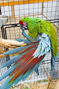 在笼子里的Ara军事鹦鹉绿色动物群动物动物学背景图片