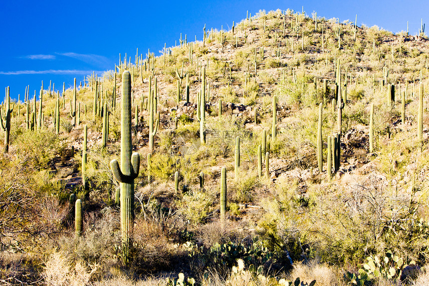 美国亚利桑那州萨瓜罗国家公园植物学植物风景肉质世界沙漠植物群旅行外观植被图片