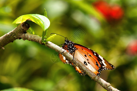 园里的蝴蝶植物昆虫叶子背景图片