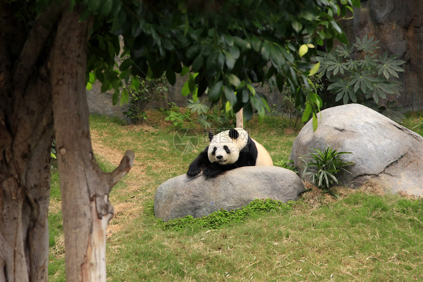 大熊猫游客动物园毛皮哺乳动物旅游濒危丛林荒野野生动物公园图片