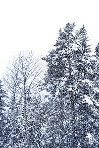 落下的雪树凉爽的高清图片素材