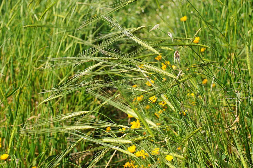 春季在绿草原上野生种植谷物耳朵场地生长植被草地绿色阳光照射荒野环境宏观图片