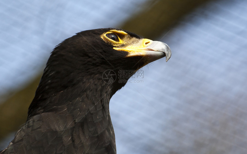 黑鹰猎物学习捕食者动物黑色生物食肉鸟类猎人羽毛图片