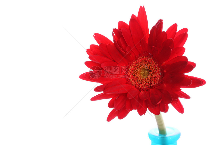 圆形花瓶中新鲜的红色红雪贝拉白色色彩植物摄影花瓣蓝色影棚植物学宏观花头图片