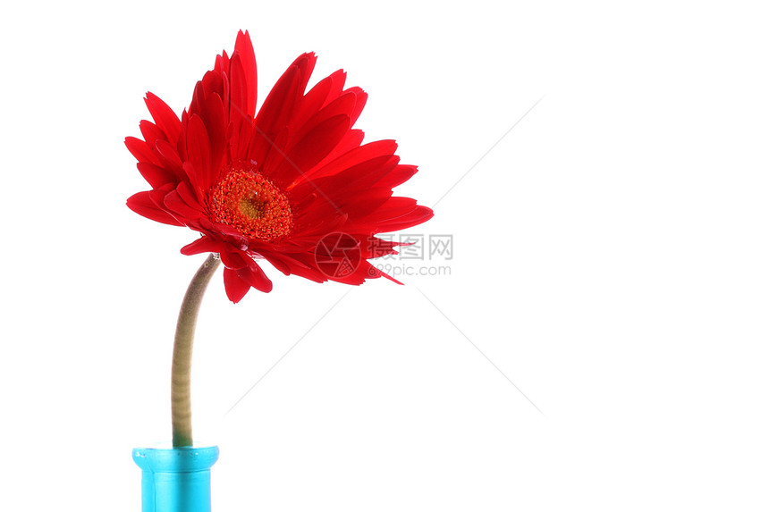 圆形花瓶中新鲜的红色红雪贝拉白色色彩花瓣蓝色摄影植物影棚植物学花头颜色图片