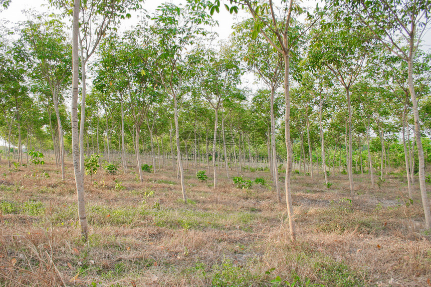 橡胶树乳胶收藏液体森林叶子农场热带植物群来源生长图片