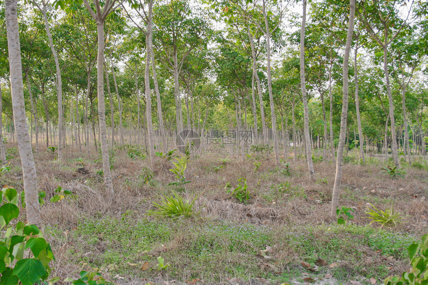 橡胶树植物群树干来源液体木材生产森林材料种植园热带图片