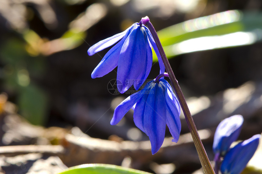 春初时的蓝色花花雪花盛开宏图片