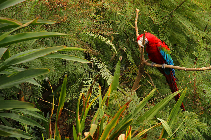 森林中的鹦鹉动物平台动物园宠物野生动物金刚鹦鹉羽毛异国树叶森林图片