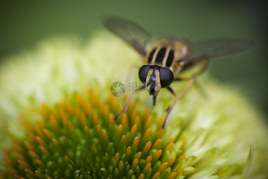 黄蜂飞在绿花上图片