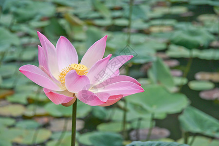 粉色漂浮花瓣粉红莲花花或水百合花花花在池塘上开花绿色植物粉色美丽漂浮植物群植物学百合花瓣软垫背景