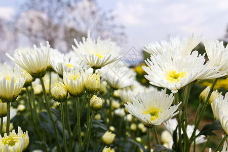 白菊自然夏天图片素材