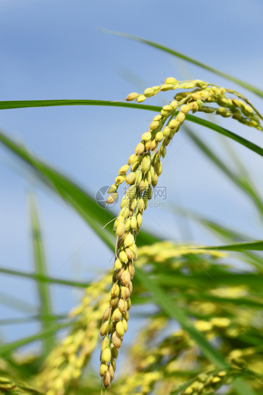 稻田景观绿色农田金子天空乡村食物农场土地粮食图片