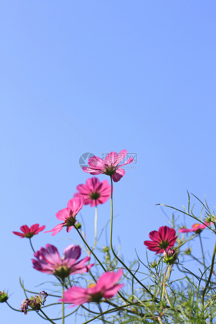 宇宙花花园绿色花朵粉色美丽植物水平田园天空蓝色图片