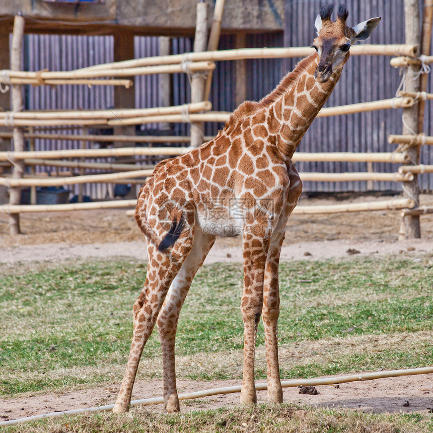 奇怪的长颈鹿的肖像鼻子蓝色头发眼睛动物园脖子骆驼反刍动物耳朵动物图片