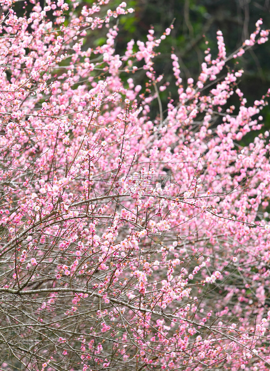 梅花花花期乡村李子花瓣季节园艺花朵植物群衬套美丽图片